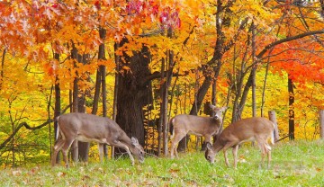 Animal Painting - ciervo bajo hojas rojas